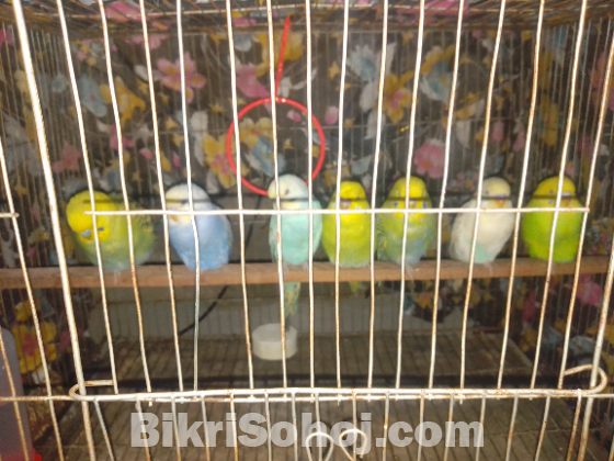 বাজিগর পাখি